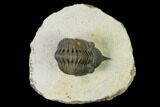 Morocconites Trilobite - Ofaten, Morocco #137922-2